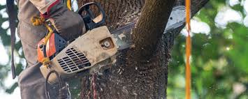 How Our Tree Care Process Works  in  Marshall, MI